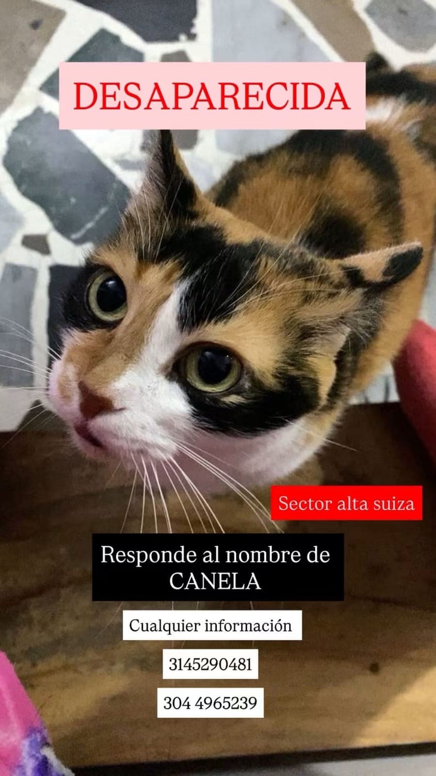Canela - DESAPARECIDA